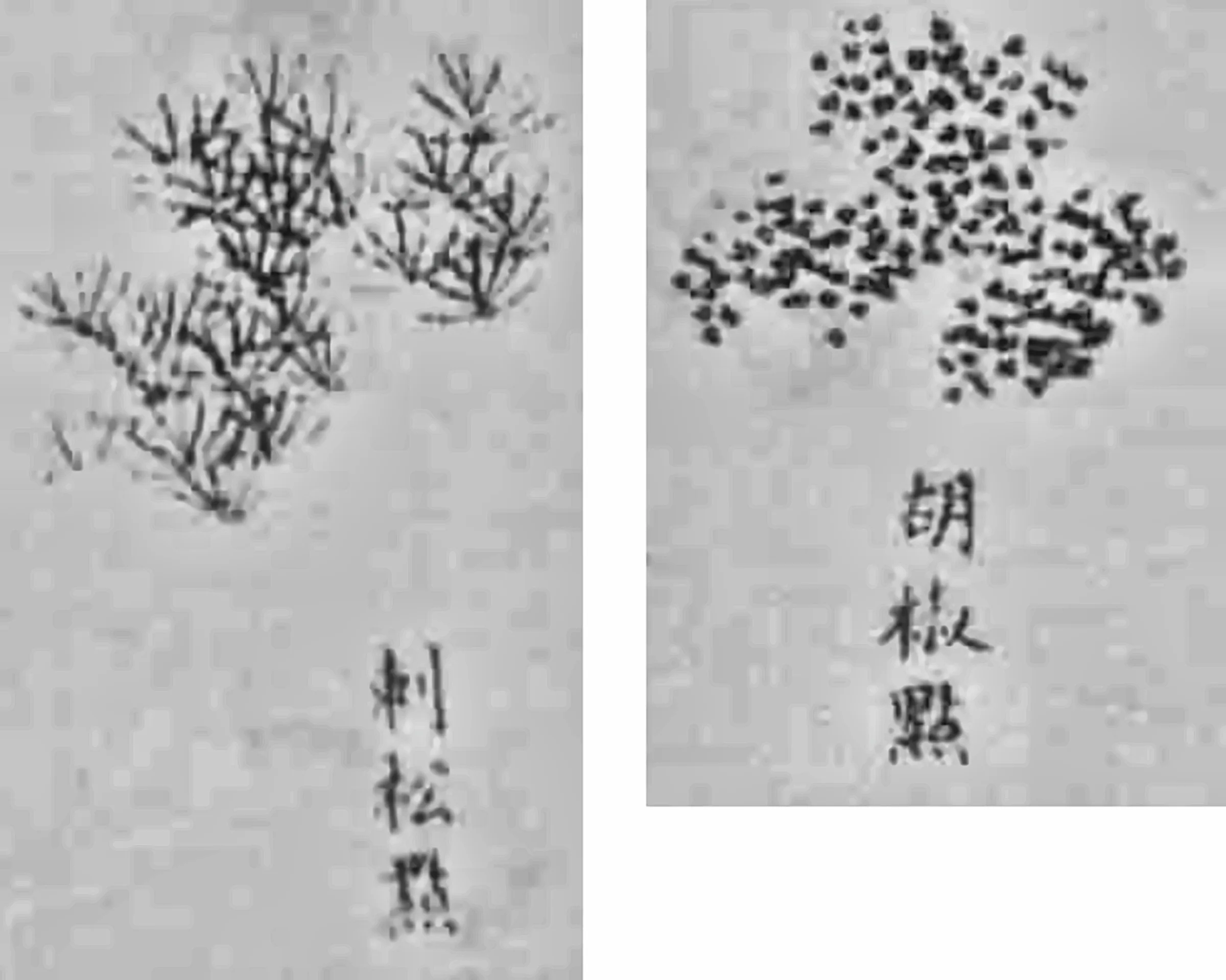 Takaku Aigai — Noble Scholar Reading among Pines and Cranes, Edo period, early 19th century
